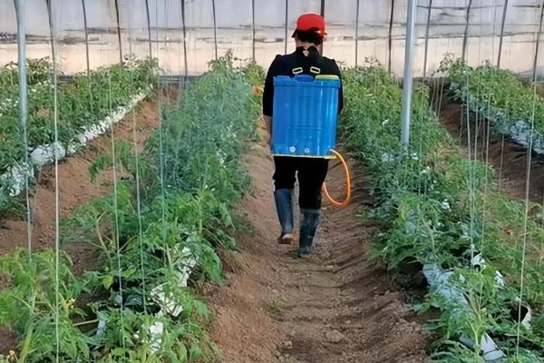 番茄斑萎病毒病的防治技术,只能通过防治刺吸式害虫预防