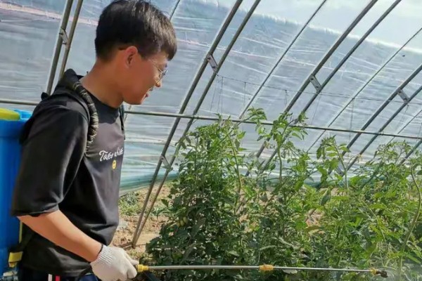番茄斑萎病毒病的防治技术,只能通过防治刺吸式害虫预防