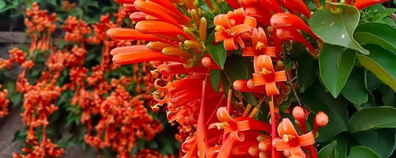炮仗花怎么养殖，每隔半个月追肥一次