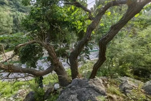 神仙树是什么树,又叫老茶树