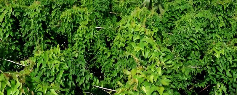 淮山和山药有什么区别，二者没有区别只是叫法不同