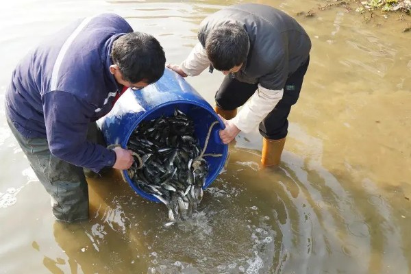北方能养青鱼吗，北方是可以养青鱼的