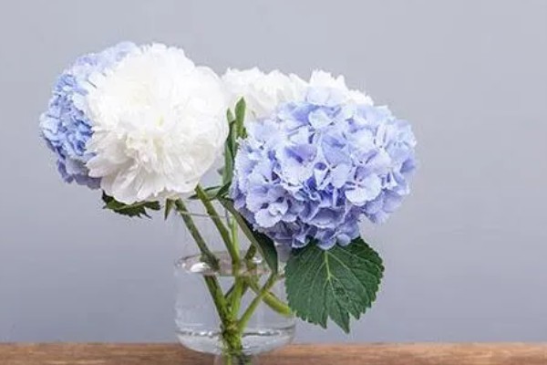 绣球花在几月份开花,6-8月份开花