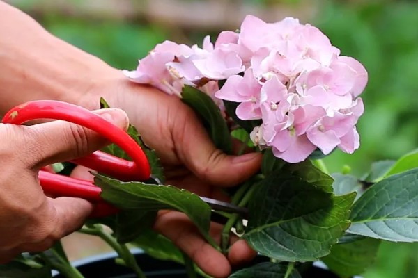 绣球花在几月份开花,6-8月份开花