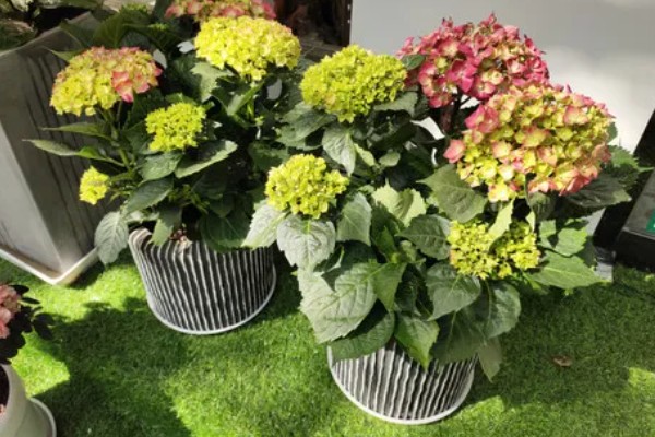 绣球花在几月份开花,6-8月份开花