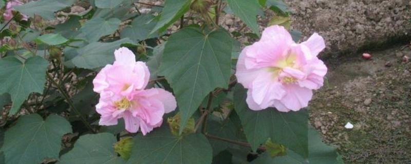 芙蓉花如何养殖，要薄肥勤施