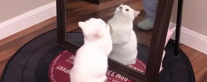 猫咪照镜子的几种类型，分为高冷型、呆萌型等
