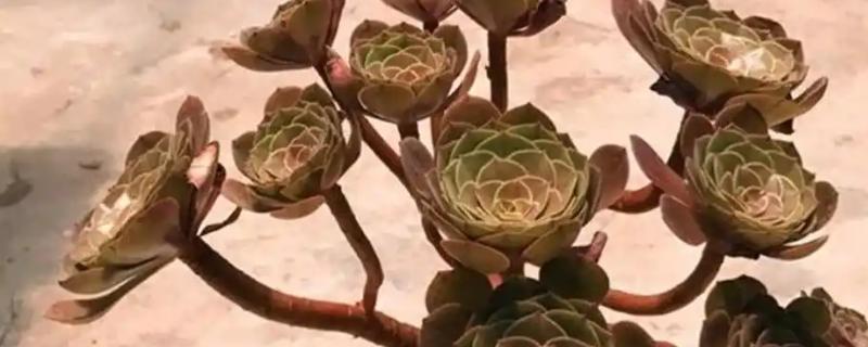 法师杆子软的原因，是因为植株根部腐烂导致的