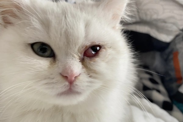 猫咪结膜炎的原因，可能是结膜受到意外伤害所致