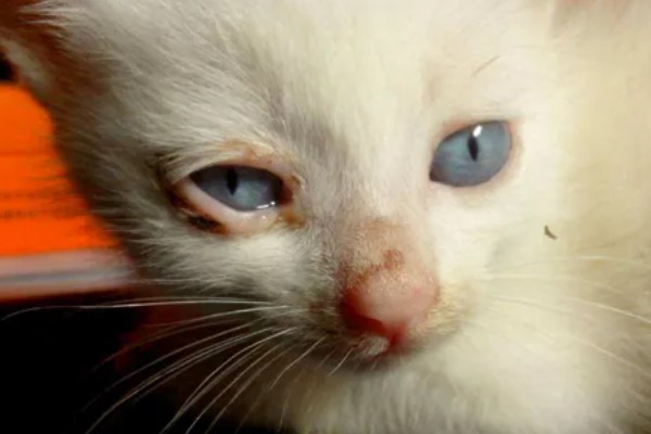 猫咪结膜炎的原因，可能是结膜受到意外伤害所致