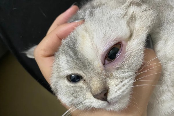 猫咪结膜炎的原因，可能是结膜受到意外伤害所致