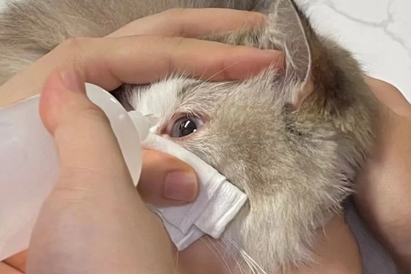 猫咪结膜炎的原因，可能是结膜受到意外伤害所致