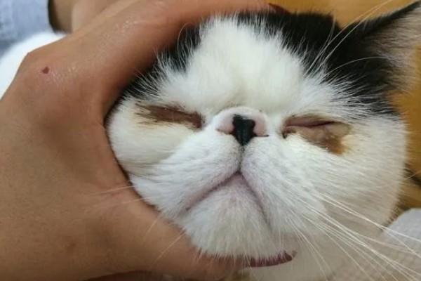 猫咪结膜炎的原因，可能是结膜受到意外伤害所致