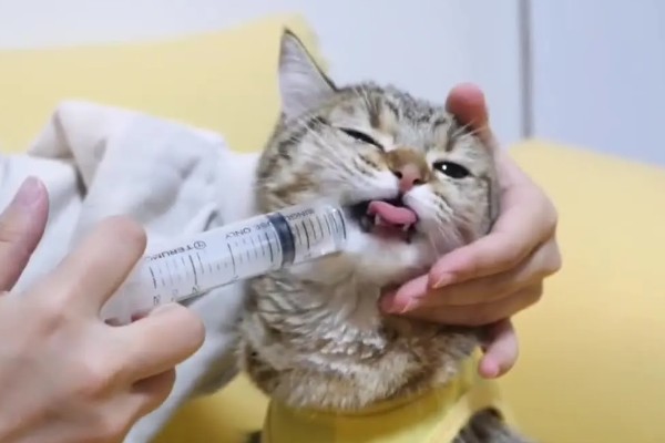猫咪结膜炎的原因，可能是结膜受到意外伤害所致