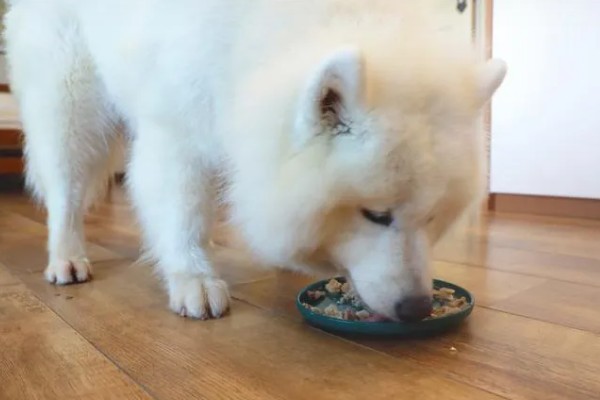 萨摩耶的食物，以专用狗粮为主