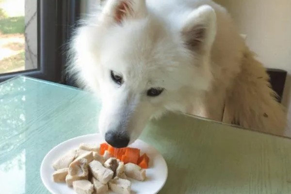 萨摩耶的食物，以专用狗粮为主