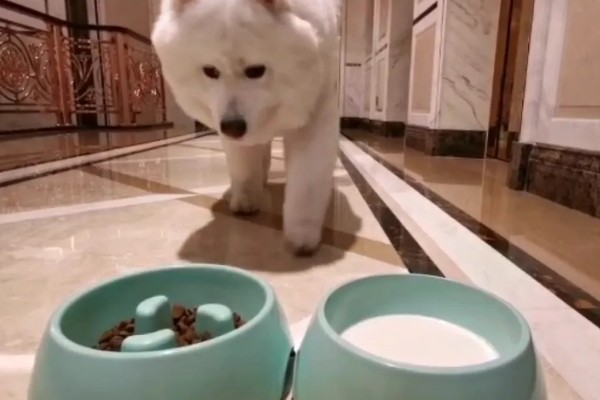 萨摩耶的食物，以专用狗粮为主
