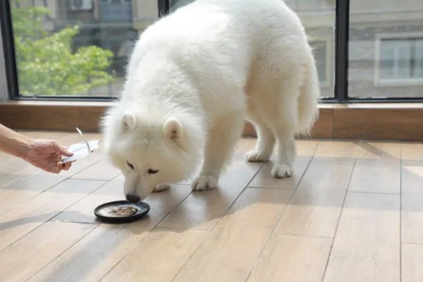 萨摩耶的食物，以专用狗粮为主
