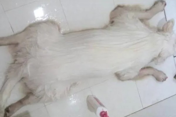 萨摩耶的食物，以专用狗粮为主