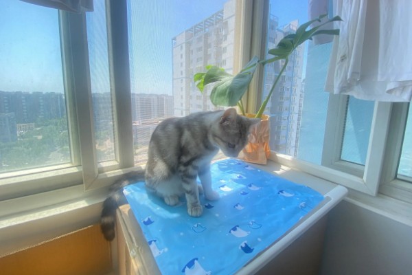 新猫到家怎么防止应激,尽可能对猫咪保持温和