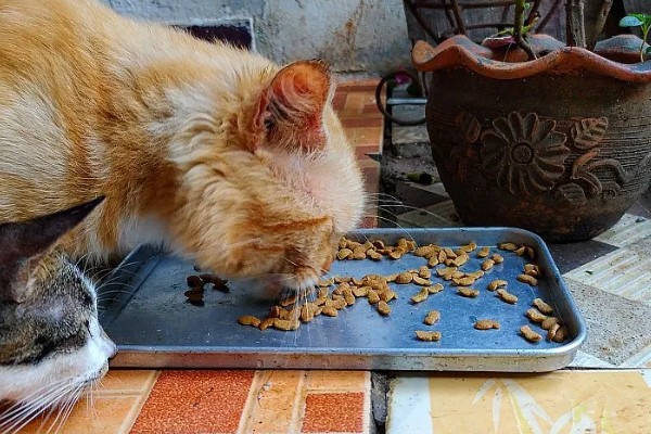 新猫到家怎么防止应激,尽可能对猫咪保持温和