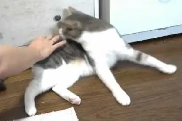 新猫到家怎么防止应激,尽可能对猫咪保持温和