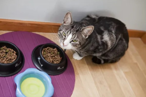 新猫到家怎么防止应激,尽可能对猫咪保持温和