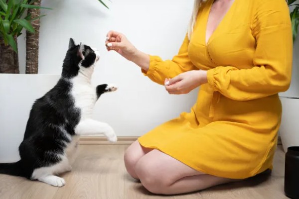 新猫到家怎么防止应激,尽可能对猫咪保持温和