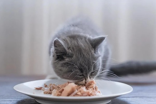 新猫到家怎么防止应激,尽可能对猫咪保持温和