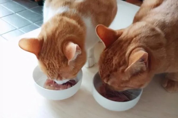 新猫到家怎么防止应激,尽可能对猫咪保持温和