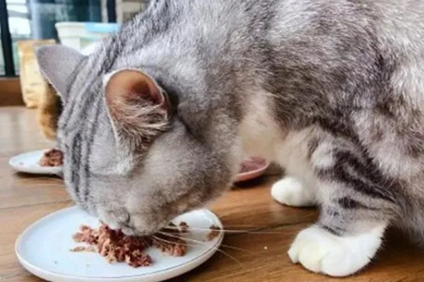 新猫到家怎么防止应激,尽可能对猫咪保持温和