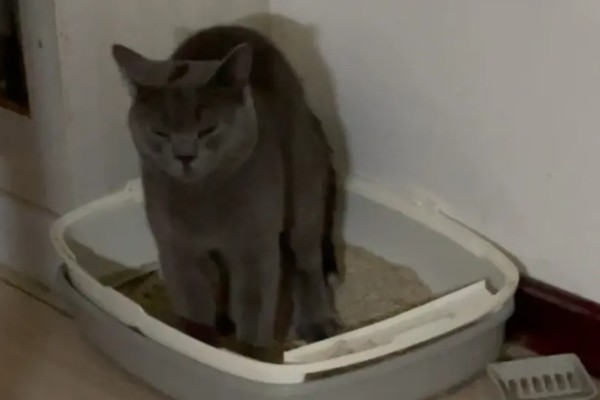 新猫到家怎么防止应激,尽可能对猫咪保持温和