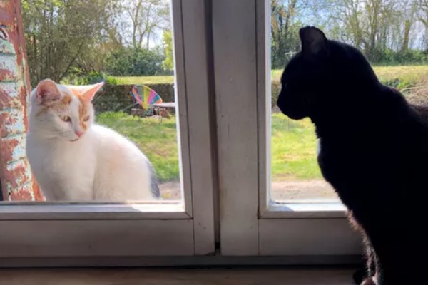 新猫到家怎么防止应激,尽可能对猫咪保持温和