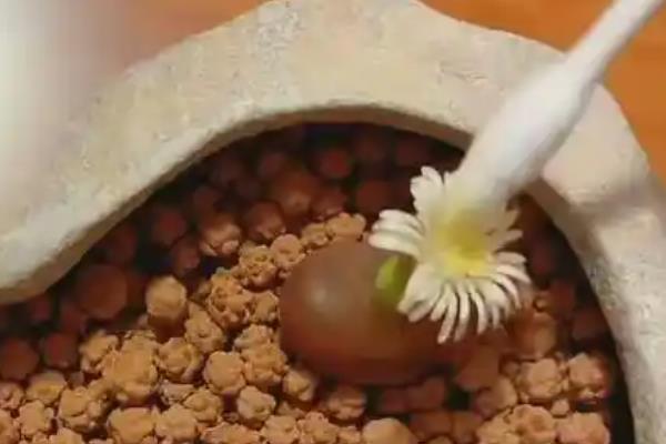 毛汉尼的授粉方法，用棉签蘸取雄蕊的花粉再涂抹到雌蕊上面