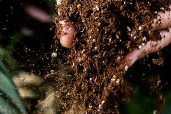 毛汉尼的授粉方法，用棉签蘸取雄蕊的花粉再涂抹到雌蕊上面