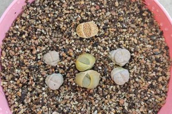 毛汉尼的授粉方法，用棉签蘸取雄蕊的花粉再涂抹到雌蕊上面