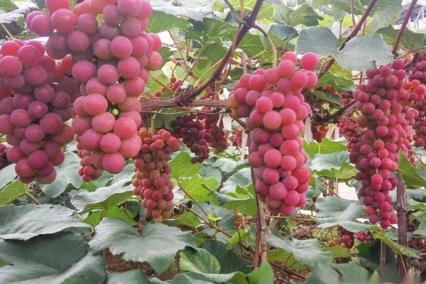 红玫瑰葡萄的简介,属于珍稀的欧亚品种