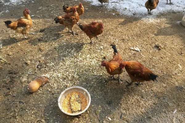 鸡怕不怕冷，鸡怕冷