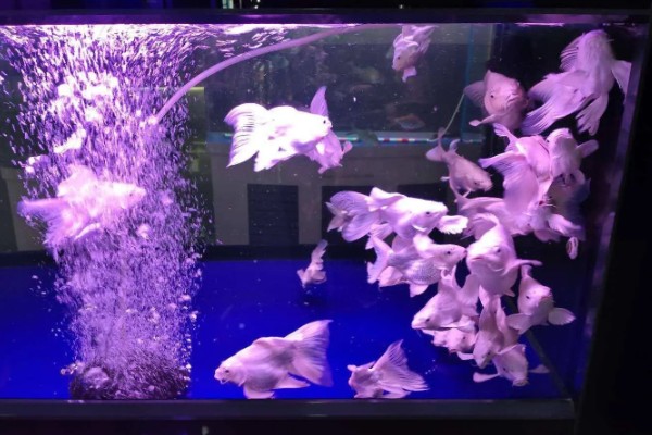 观赏鱼要不要一直打氧,大型品种要持续打氧才能保证生存