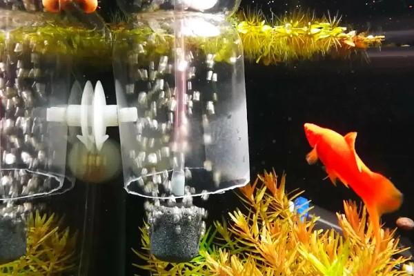 观赏鱼要不要一直打氧,大型品种要持续打氧才能保证生存