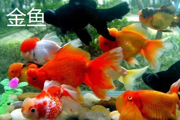 观赏鱼要不要一直打氧,大型品种要持续打氧才能保证生存