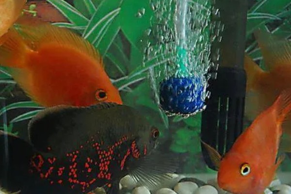 观赏鱼要不要一直打氧,大型品种要持续打氧才能保证生存