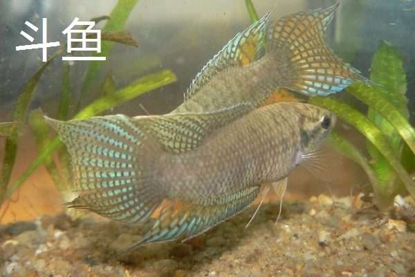 观赏鱼要不要一直打氧,大型品种要持续打氧才能保证生存