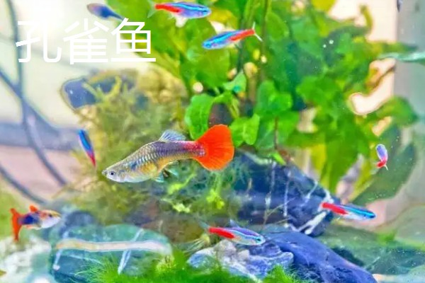 观赏鱼要不要一直打氧,大型品种要持续打氧才能保证生存