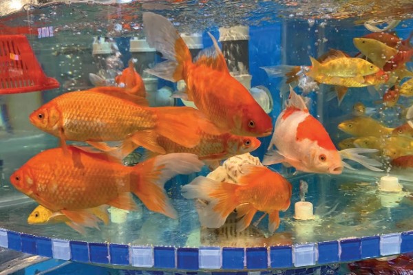 观赏鱼要不要一直打氧,大型品种要持续打氧才能保证生存