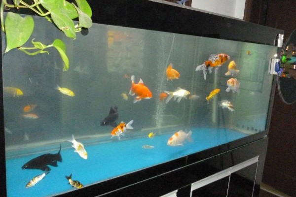 观赏鱼要不要一直打氧,大型品种要持续打氧才能保证生存