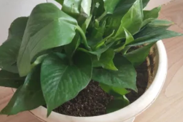 绿萝冬季叶子发黄如何处理，土培植株要把室温保持在10℃以上