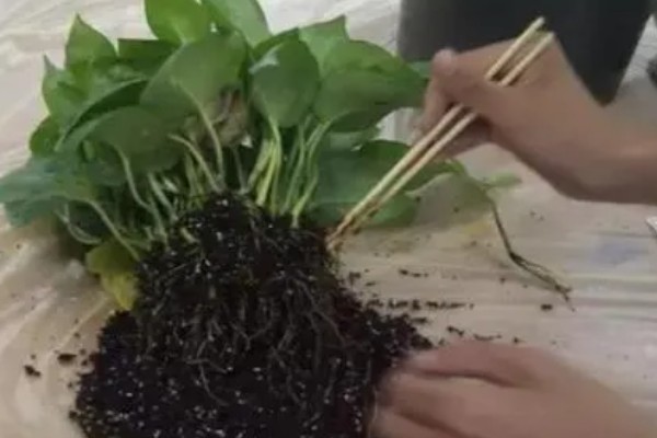 绿萝冬季叶子发黄如何处理，土培植株要把室温保持在10℃以上