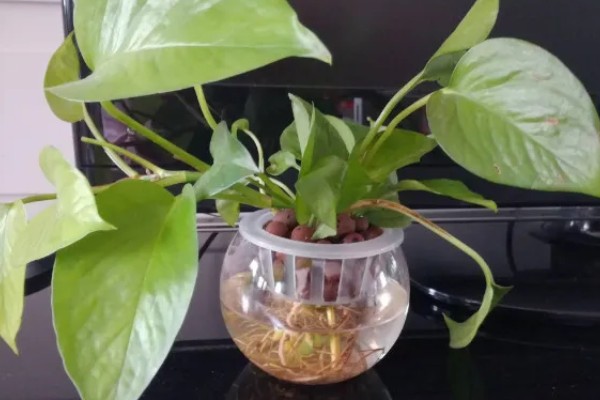 绿萝冬季叶子发黄如何处理，土培植株要把室温保持在10℃以上