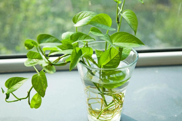 绿萝冬季叶子发黄如何处理，土培植株要把室温保持在10℃以上